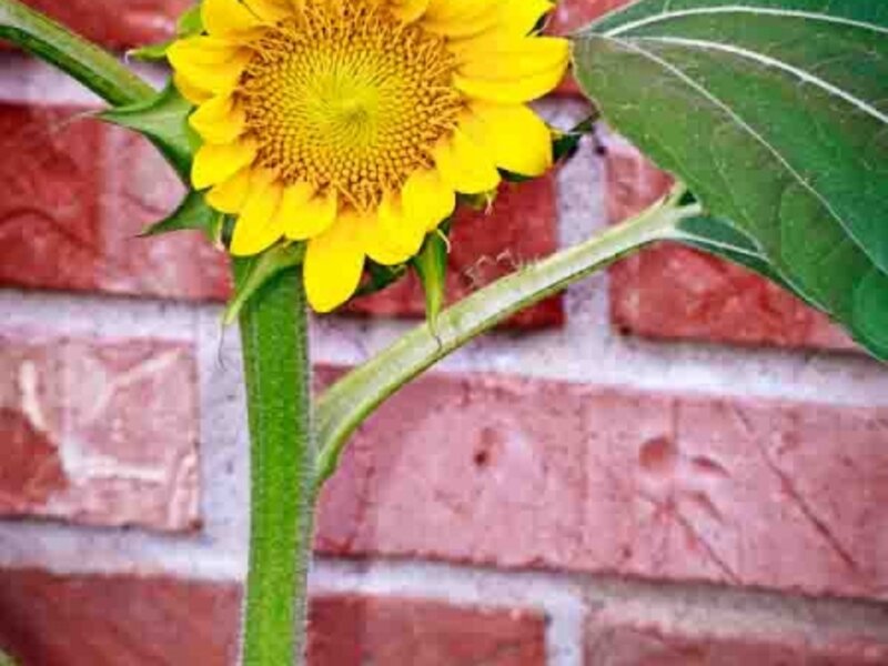 Sunshine!