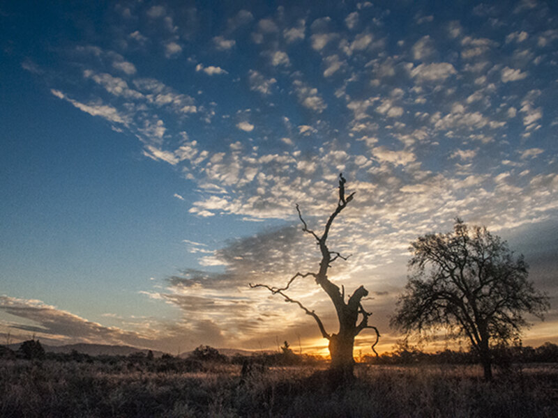 sunrise snag