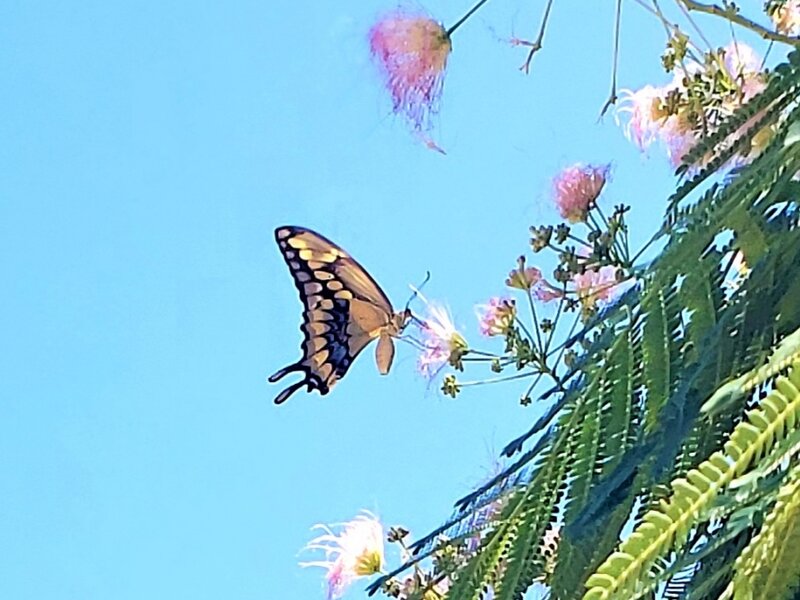 Swallowtail's Mimosa