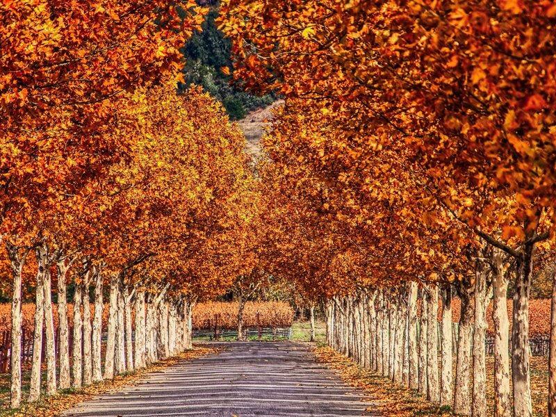 Sycamore Allée