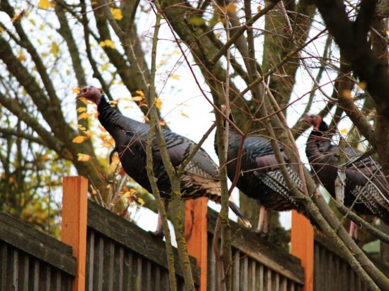 Three (ducks) in a row?