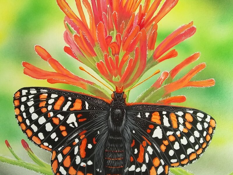 Taylor's Checkerspot Butterfly