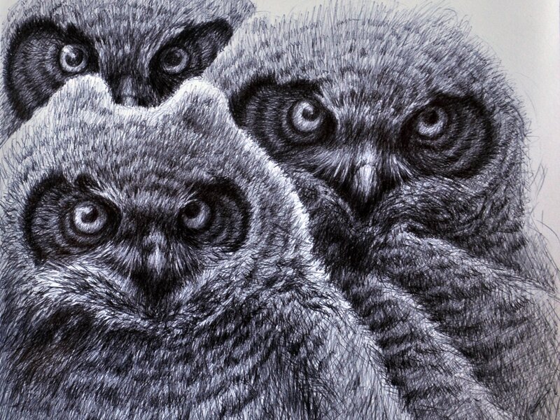 owl