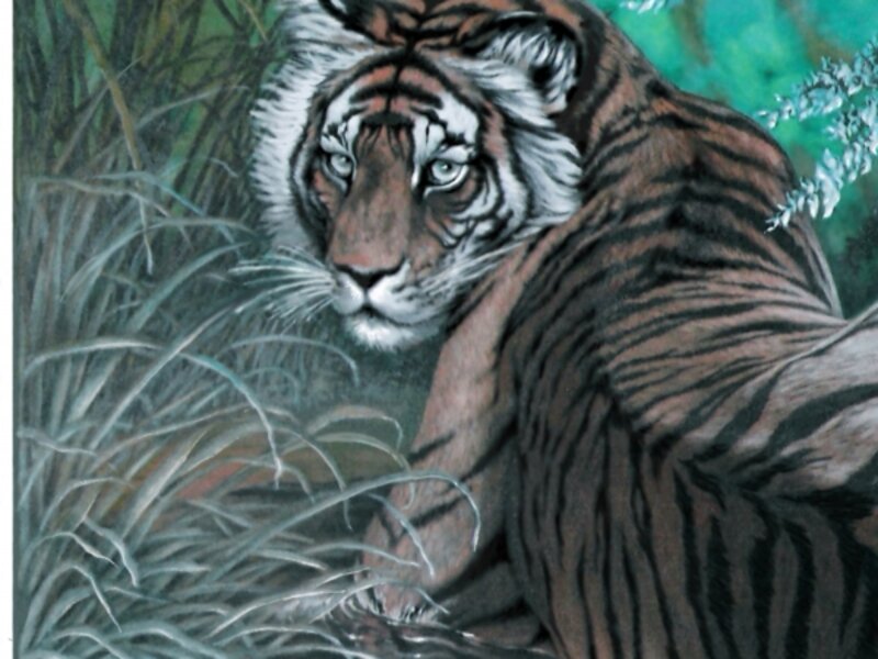 Tiger