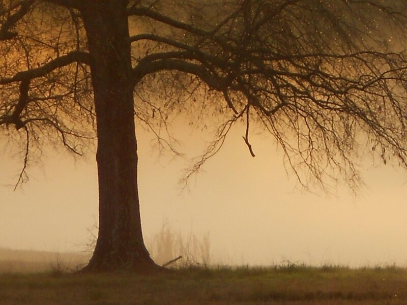 Winter Pond III