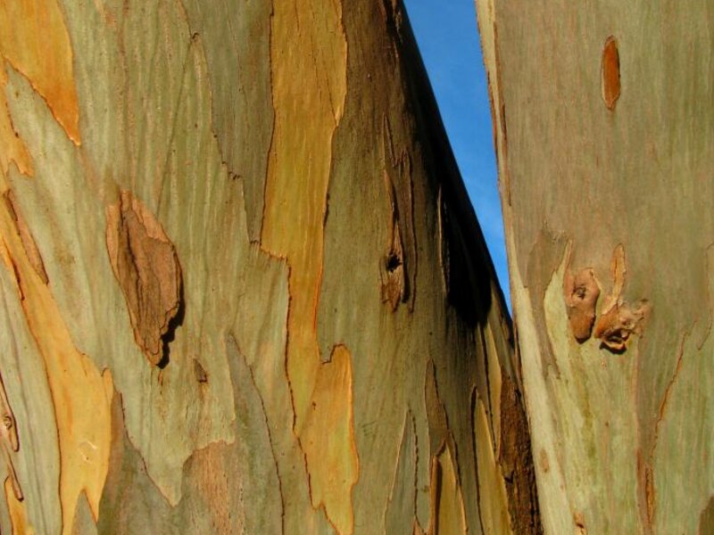 Tree Abstract