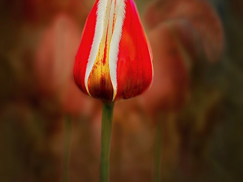 Image of a red and white tulip