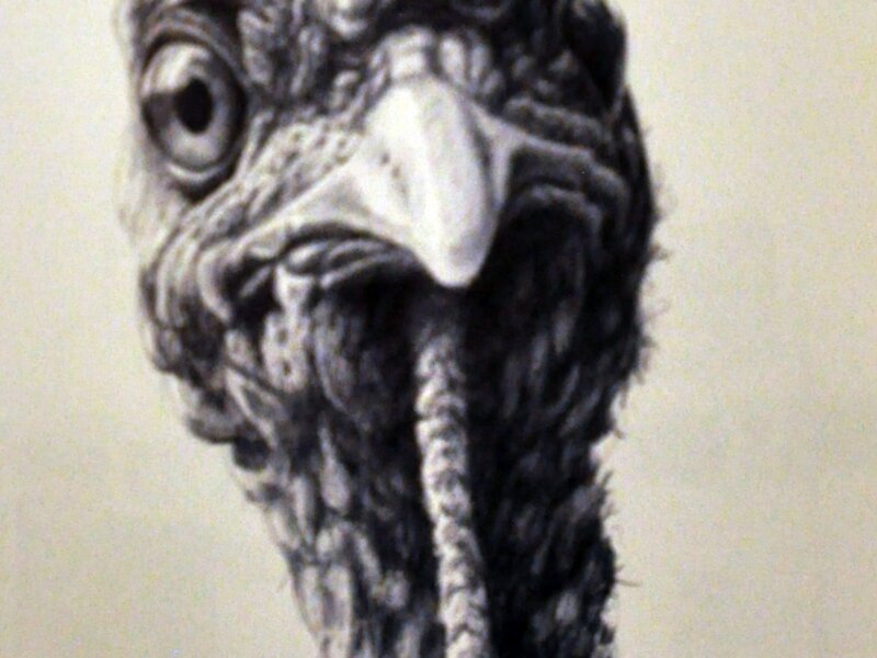 turkey, bird