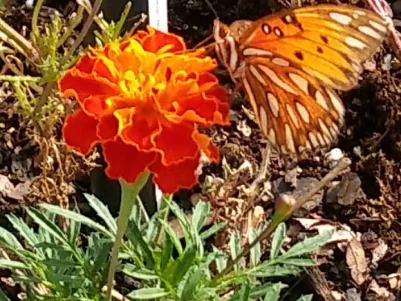 Butterfly feeding