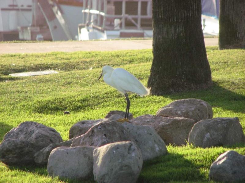 Snowy Egret at Ventura Harbor