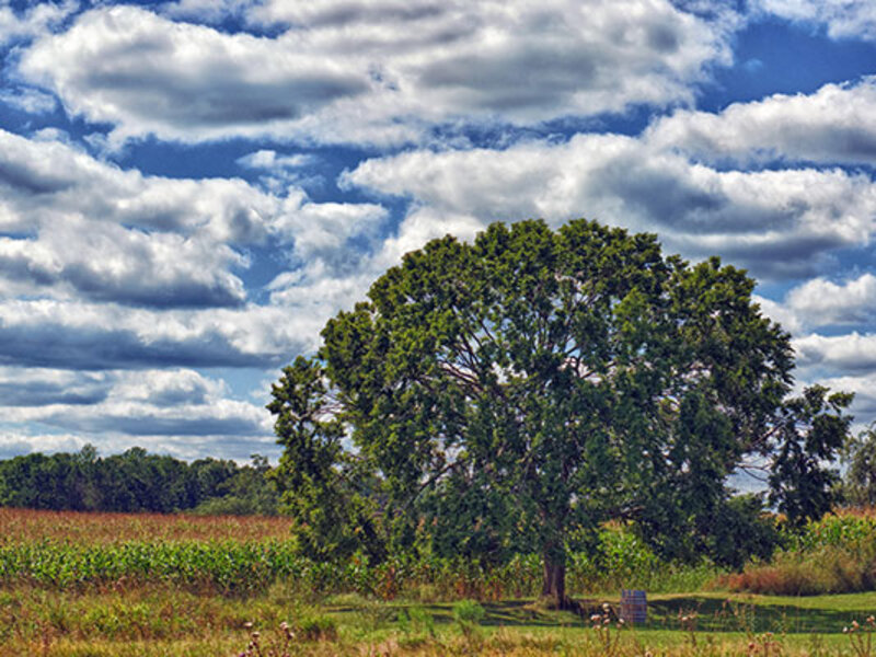 Wedding Tree