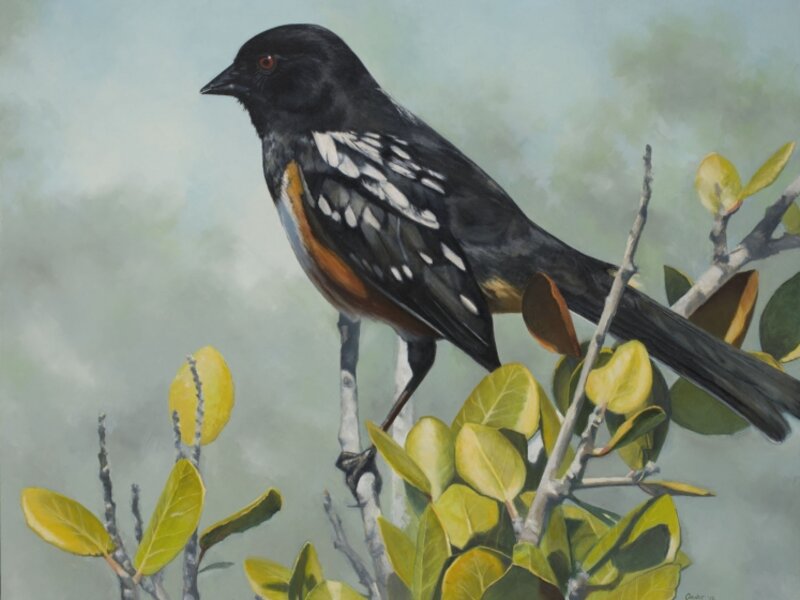 Western Towhee