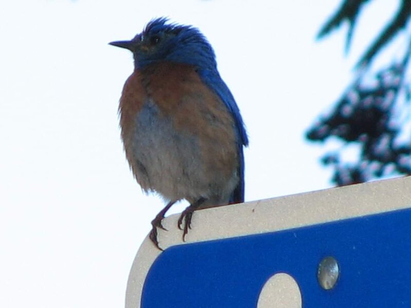 Western Blue Bird Lake Casitas