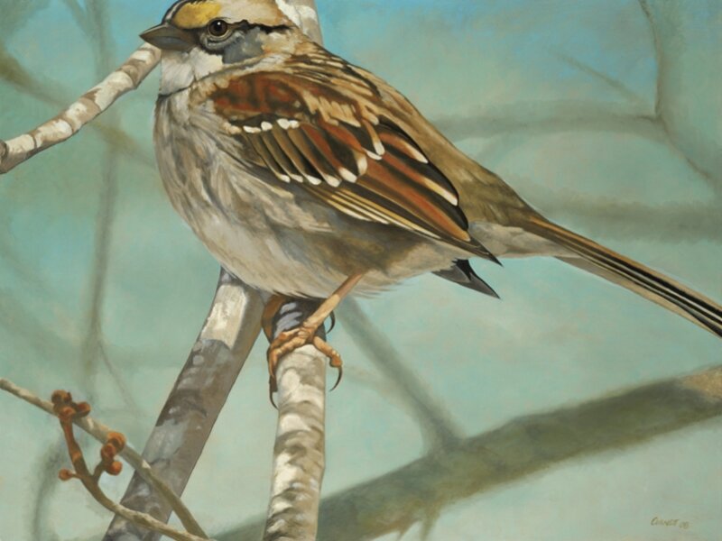 white-throated sparrow