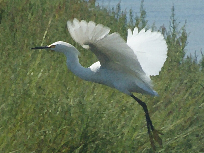 Great White Heron
