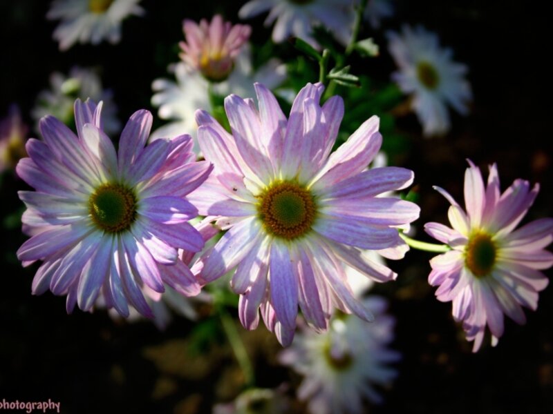 Morning Glory
