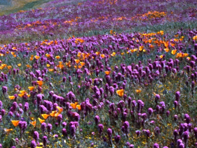WILDFLOWERS LEONA VALLEY