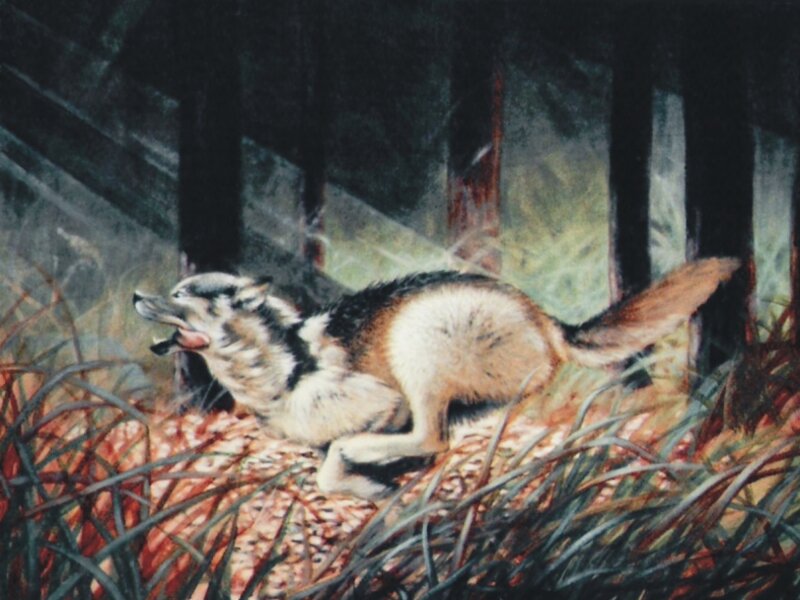 Wolf
