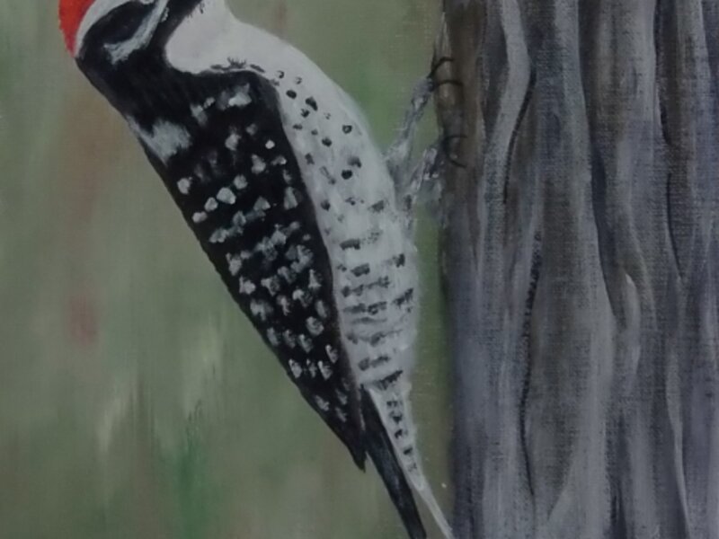 Woodpecker