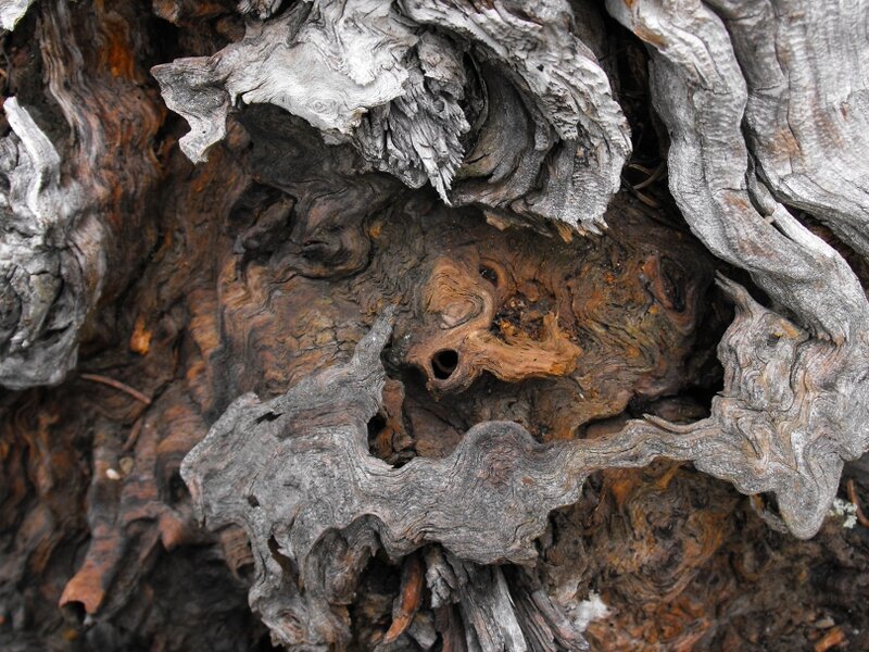 Woodsman
