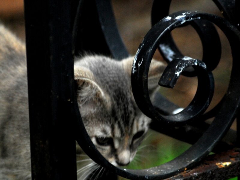 Peeking thru Wrought Iron