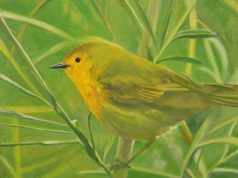 Yellow warbler on green