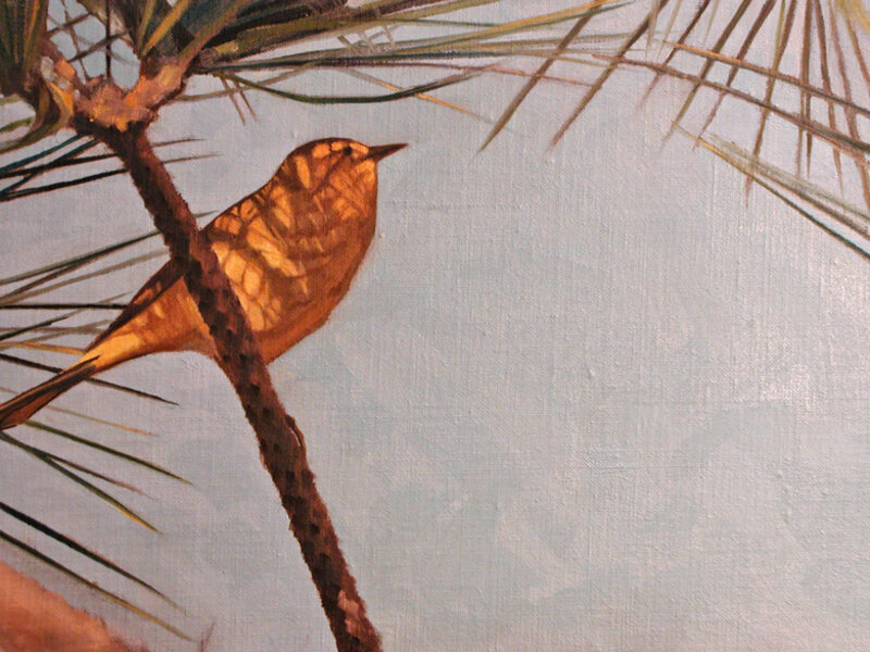 yellow warbler in pine shadows