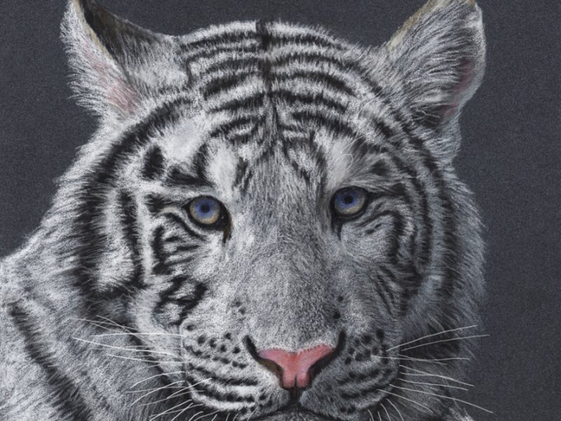 Zabu, White Tiger