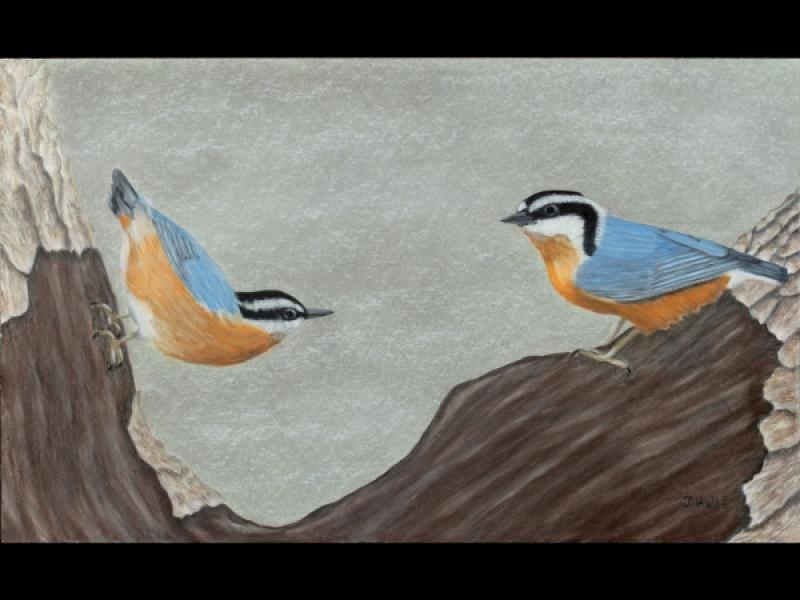 Red Breasted Nuthatches