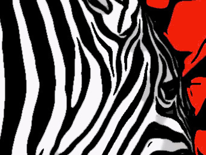 Zebra 2
