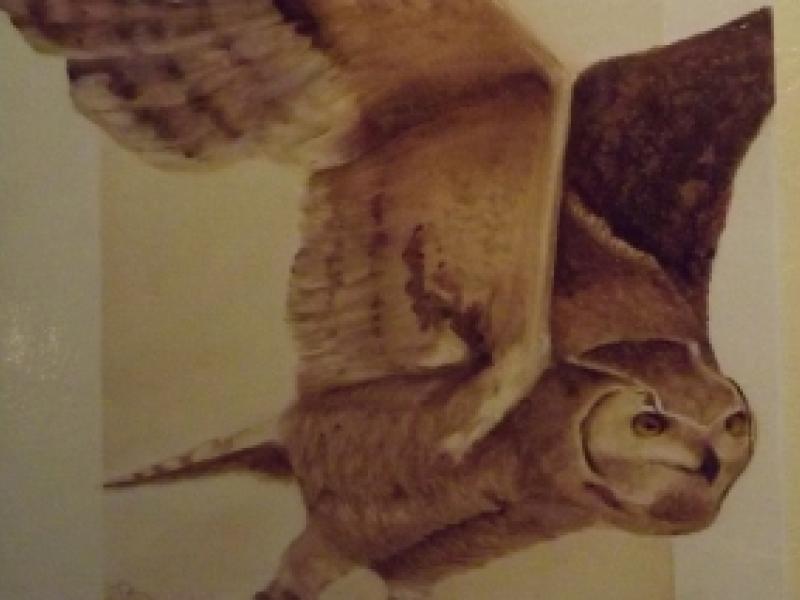 3rd Annual Exhibit Pygmy Owl