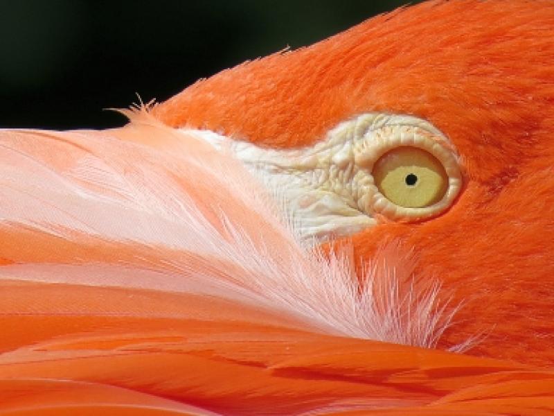 9th Annual Exhibit Peeking Flamingo