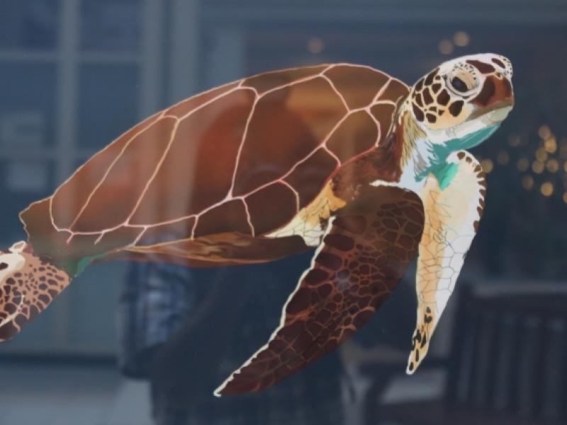 3rd Annual Exhibit Sea Turtle