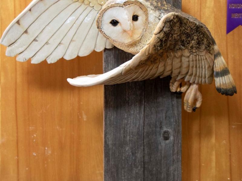 17th Annual Exhibit Barn Owl in Flight