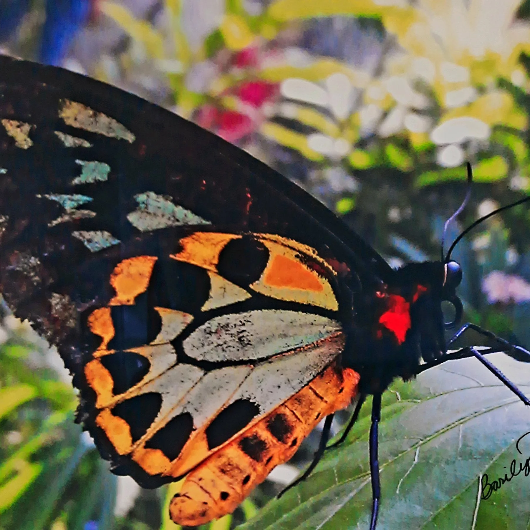 Large Butterfly 