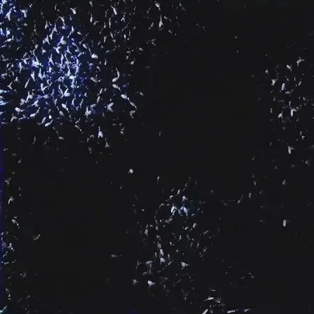 Instagram: trini_murillo