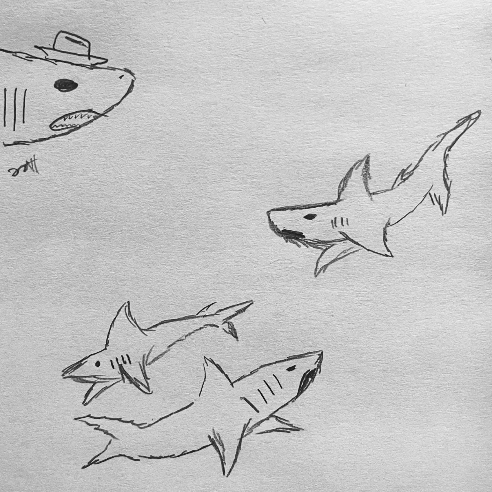 sharks!