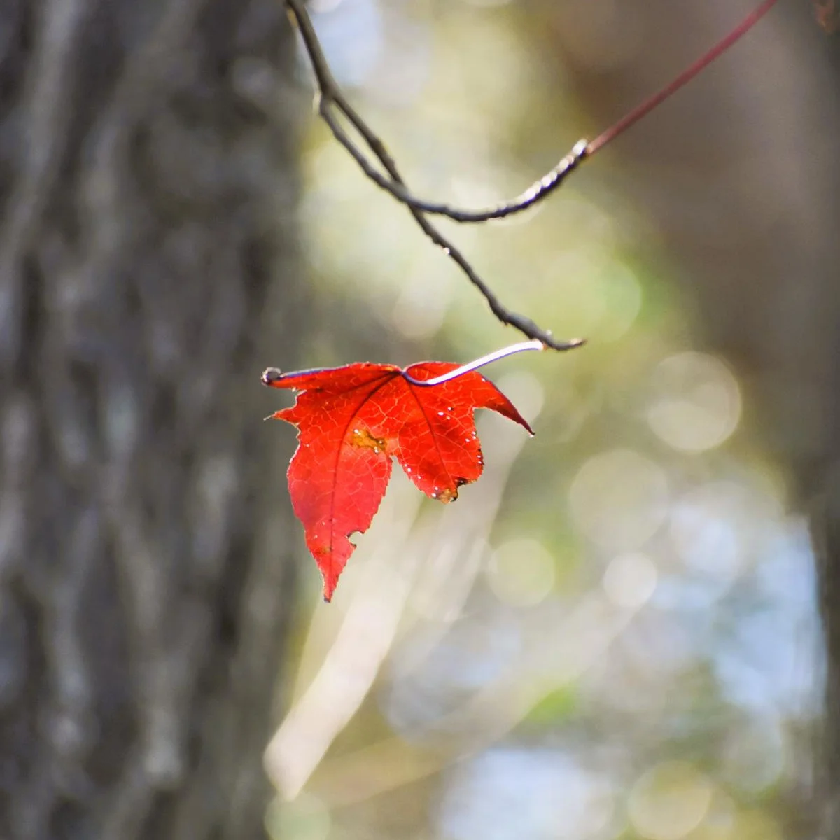 Hanging on to Autumn