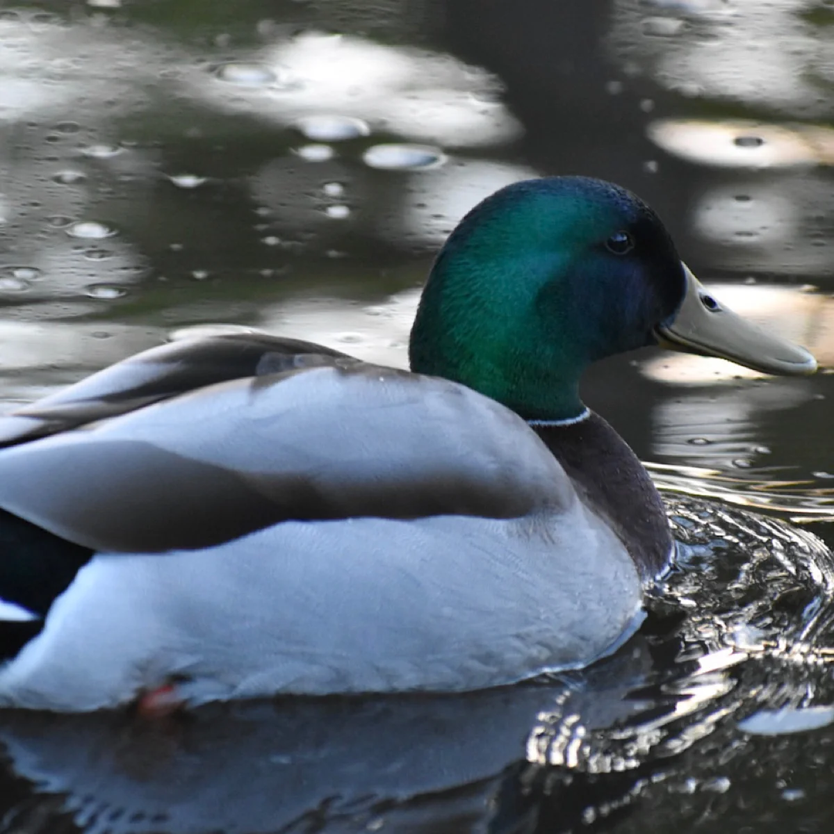Sliver Lake Mallard