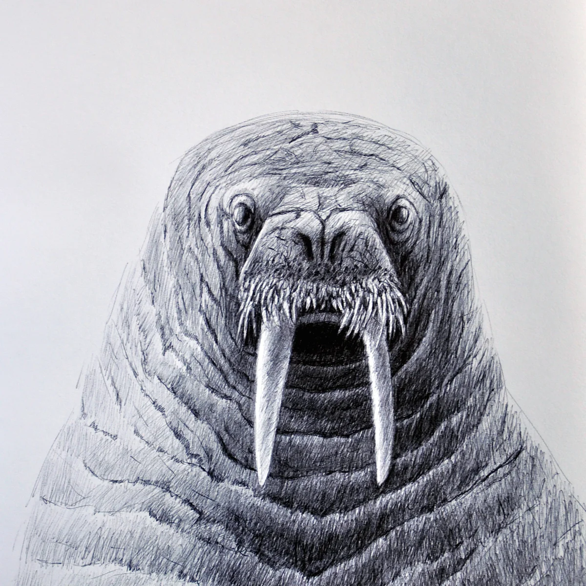 Pen and Ink drawing of a walrus.