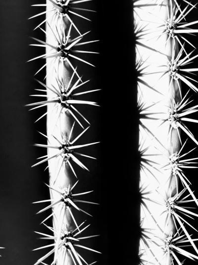 Saguaro Cactus Ribs and Thorns