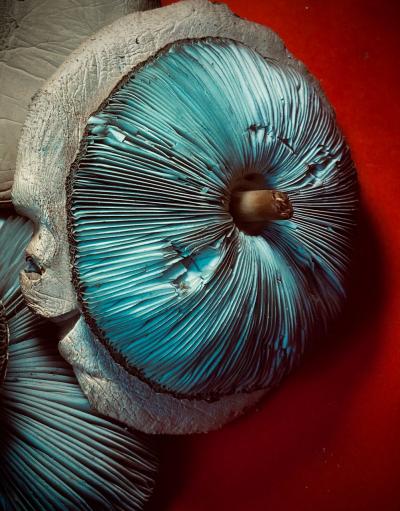 Photo of wild mushrooms on red backdrop with LED illumination