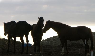 Three Horses Silhouetted