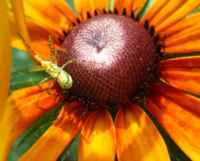 Blackeyed Susan With Colorful Insect
