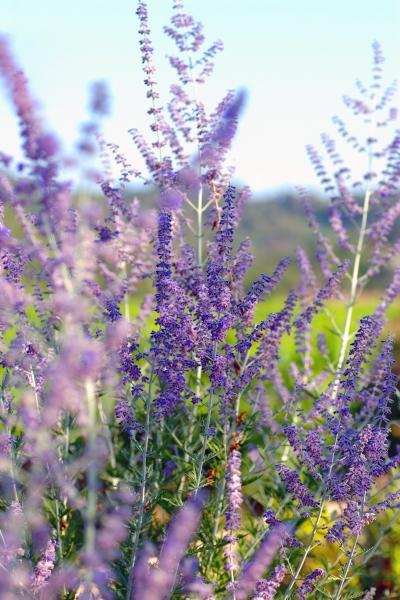 The Lavendar of Southern France