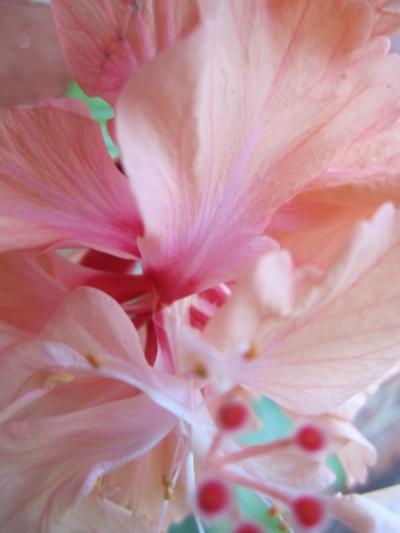 Pretty Hibsicus Bloom