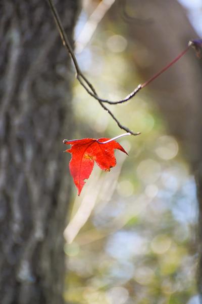 Last Leaf of Fall