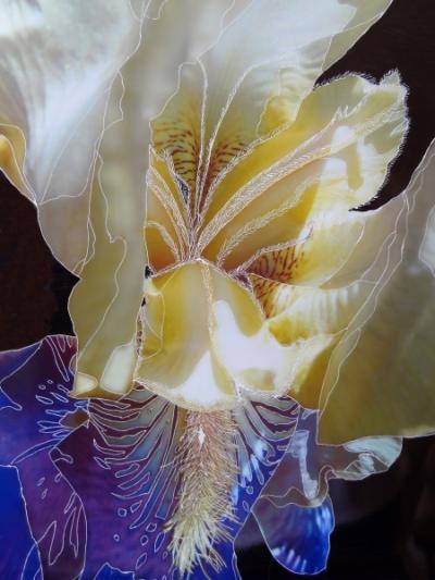 Abstracted Iris