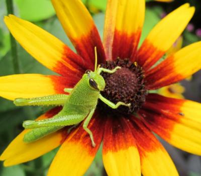 Grasshopper, King of the Blackeyed Susan