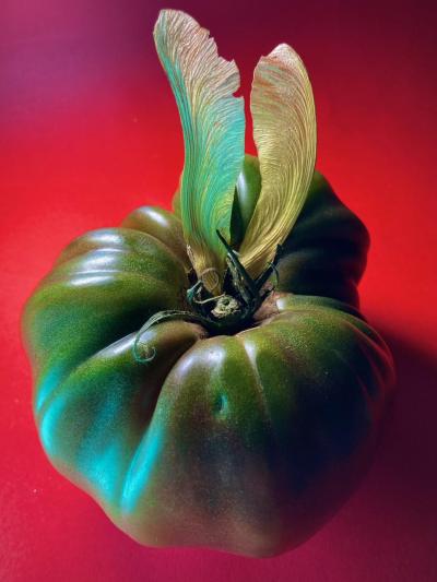 Photo of green tomato with Maple Seedpods. 